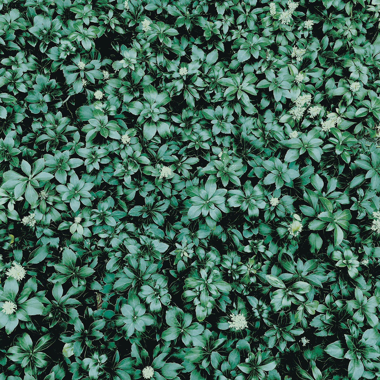 桜のドライフラワーの作り方｜春の美しさを長く楽しむ保存テクニック