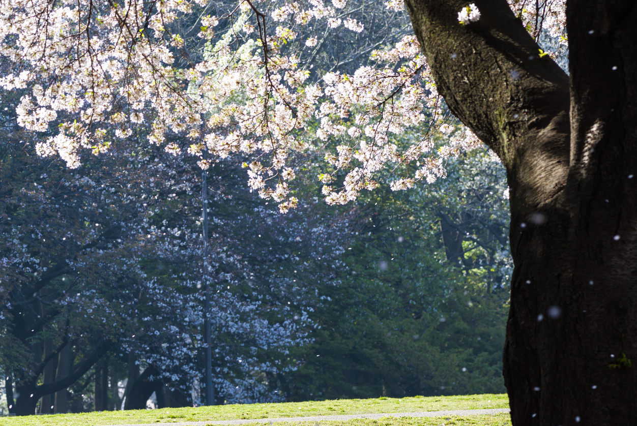 桜吹雪の公園