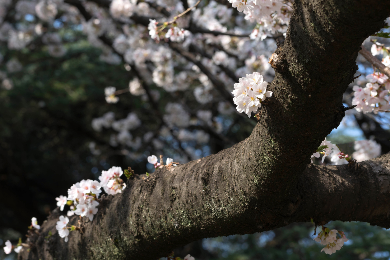 桜のクローズアップ