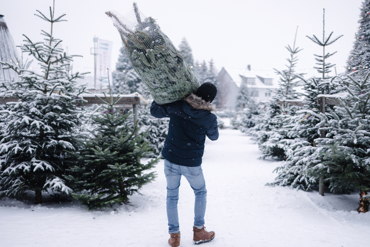 クリスマスライトに輝くもみの木の壁