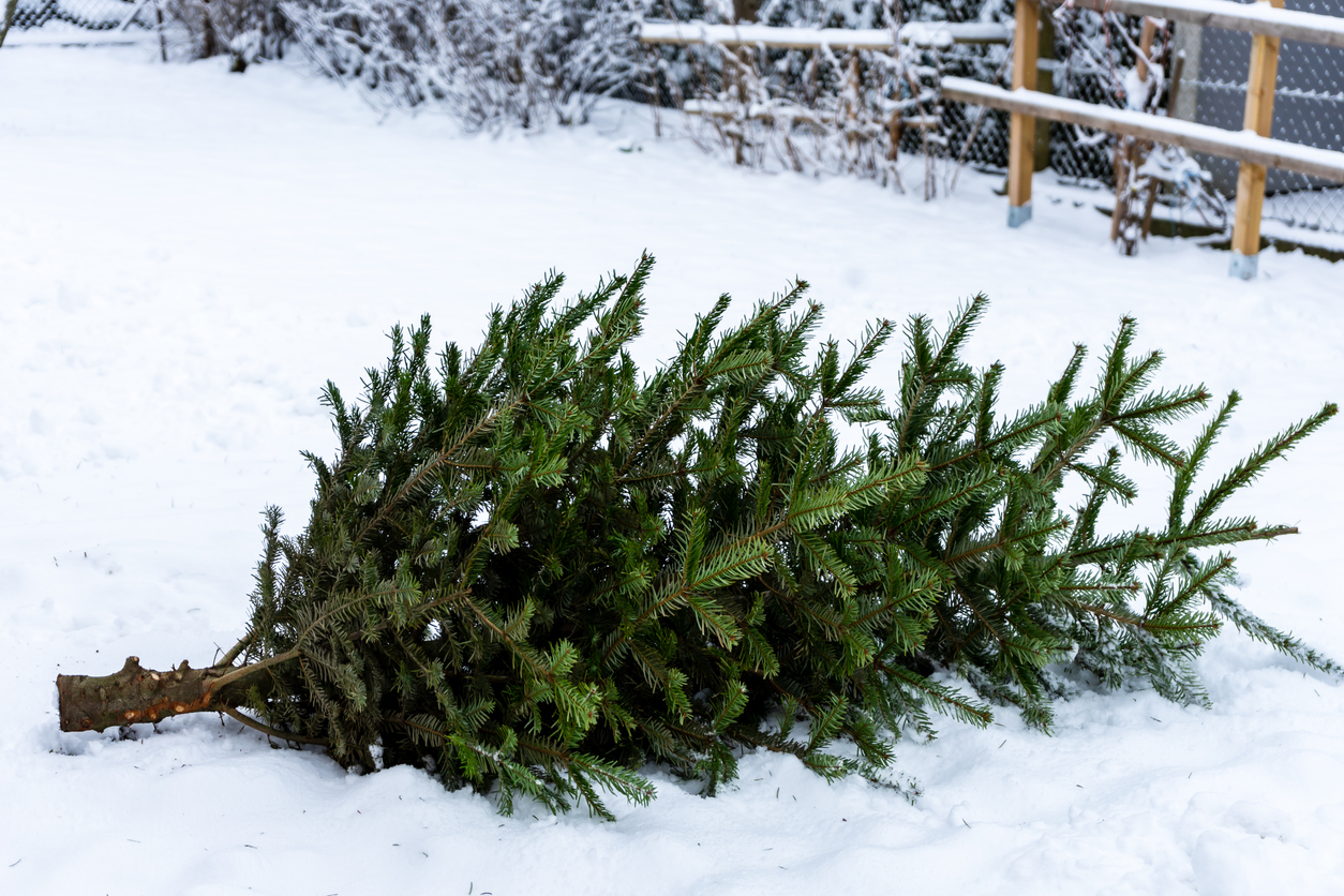 オレゴン産もみの木の枝葉クローズアップ