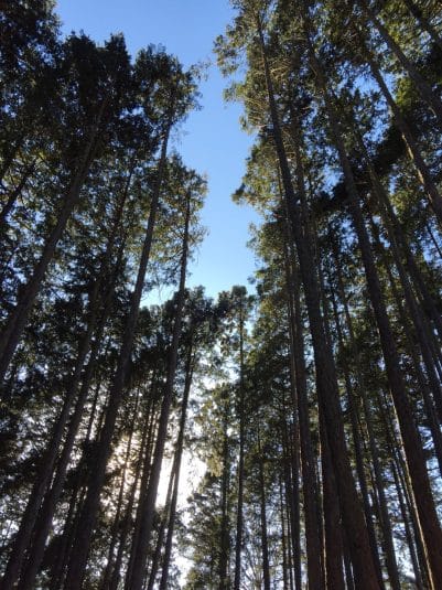 東京の酸素の源？東京チェンソーズ訪問