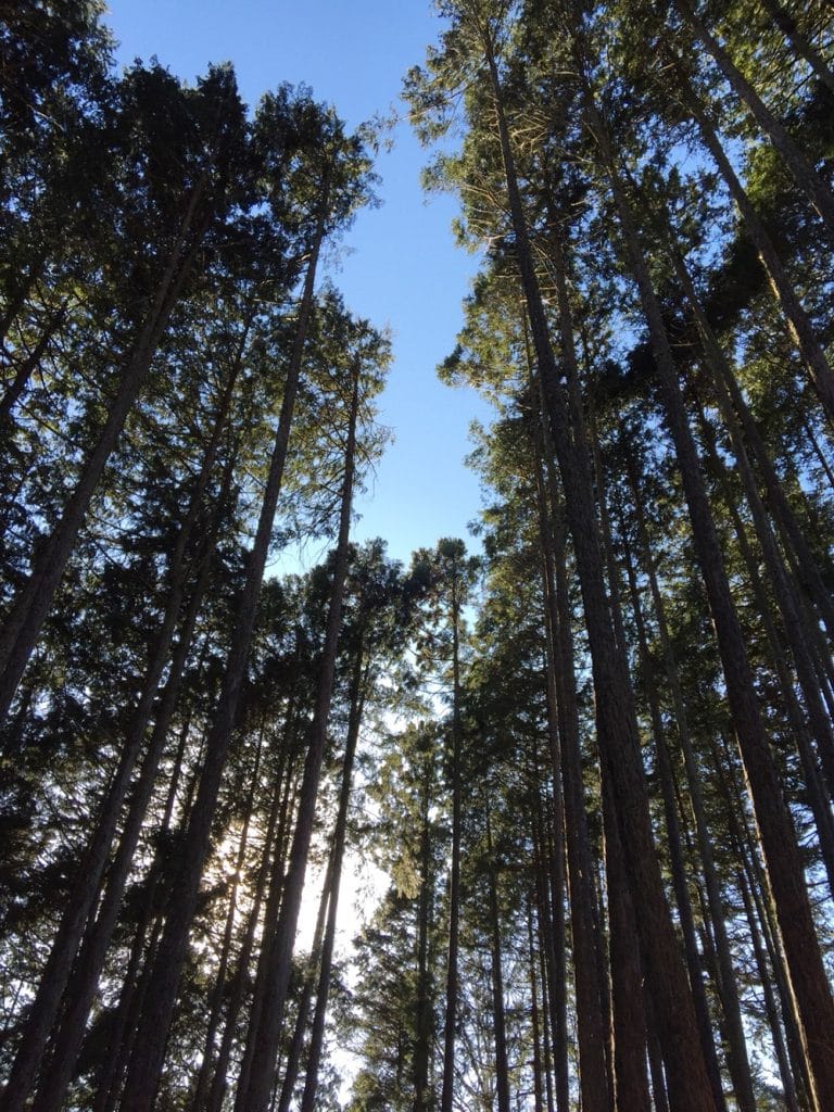 東京の酸素の源？東京チェンソーズ訪問