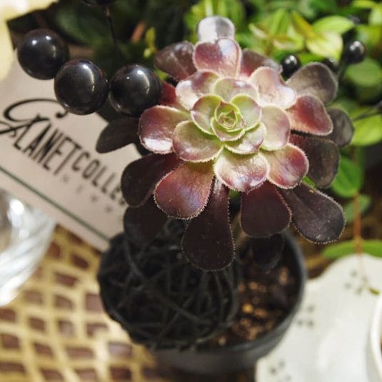 NOT GREENワークショップ@東京ミッドタウン・デザイン部 2018/7/5