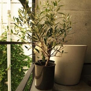 【オリーブ】冬の寒さに負けない観葉植物と、冬越しのポイント