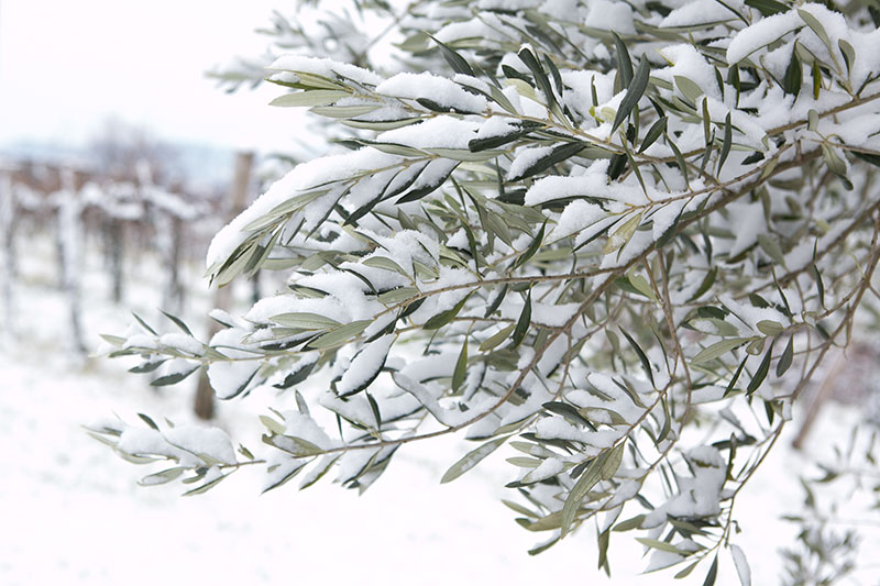 オリーブ 冬の寒さに負けない観葉植物と 冬越しのポイント ワークショップgc