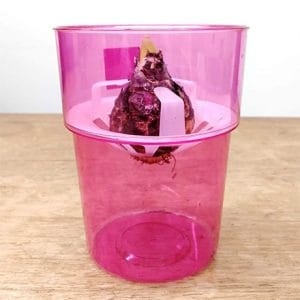 冬を彩るインテリア！色と香りを楽しむヒヤシンスの水栽培