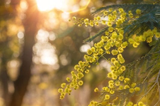 東京 港区でワンランク上のミモザリース･スワッグ作り＠西麻布オフィス 2019/2/24