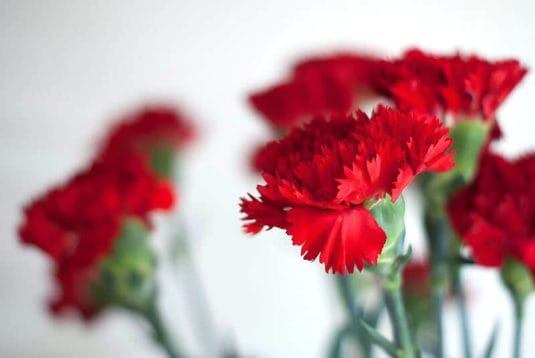 母の日に贈る花10種！ギフト向けな花の種類と花言葉を解説