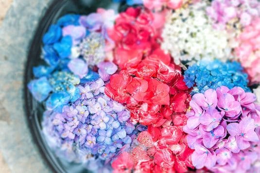 紫陽花（あじさい）の花言葉-おすすめ色をシーン別に解説