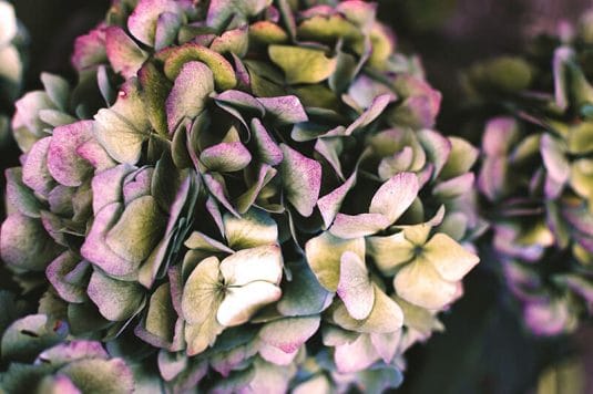 紫陽花のドライフラワーの作り方-失敗ポイント3つを解説