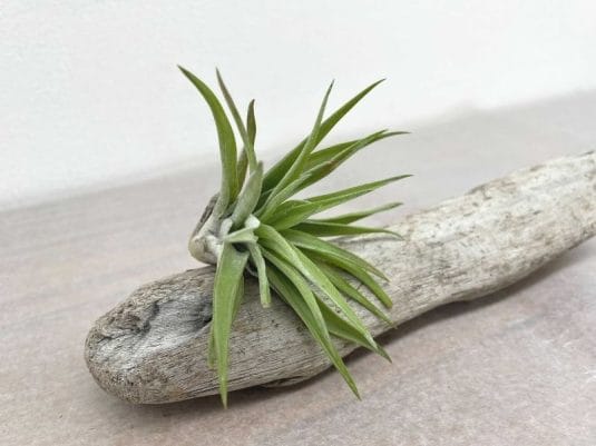 2021年の父の日はいつ？リモートワーク応援ギフトを紹介！