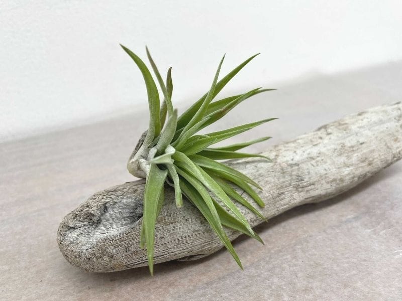 2021年の父の日はいつ？リモートワーク応援ギフトを紹介！