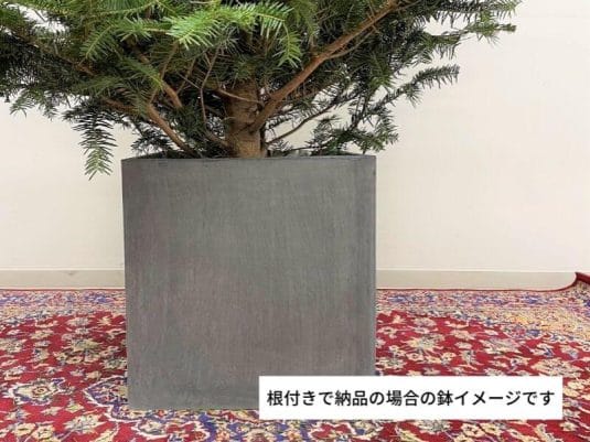 【クリスマスツリー2021】本物のもみの木で最高のおうちクリスマス