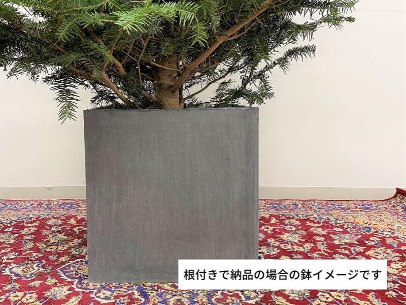 【クリスマスツリー2021】本物のもみの木で最高のおうちクリスマス