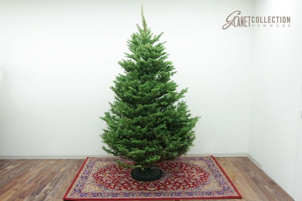 【2024】今年もオレゴン産もみの木が入荷しました！