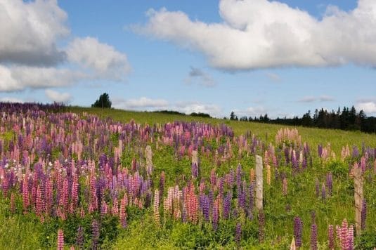 幸せを呼ぶ5月の花ルピナス　花言葉や飾り方は？
