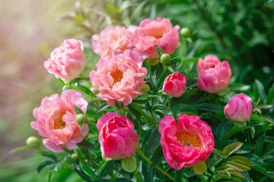 優雅な5月の花シャクヤク　花言葉や飾り方は？