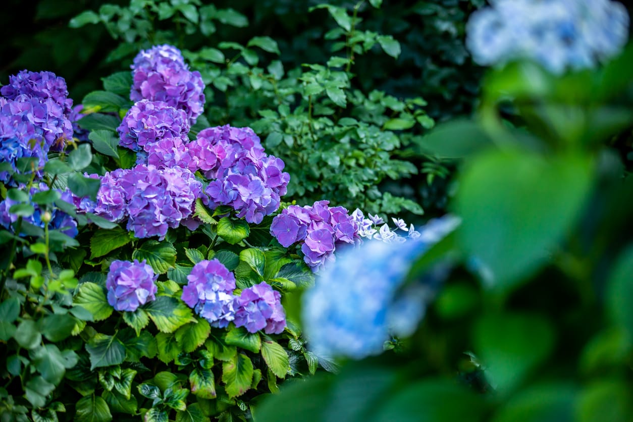紫陽花の花