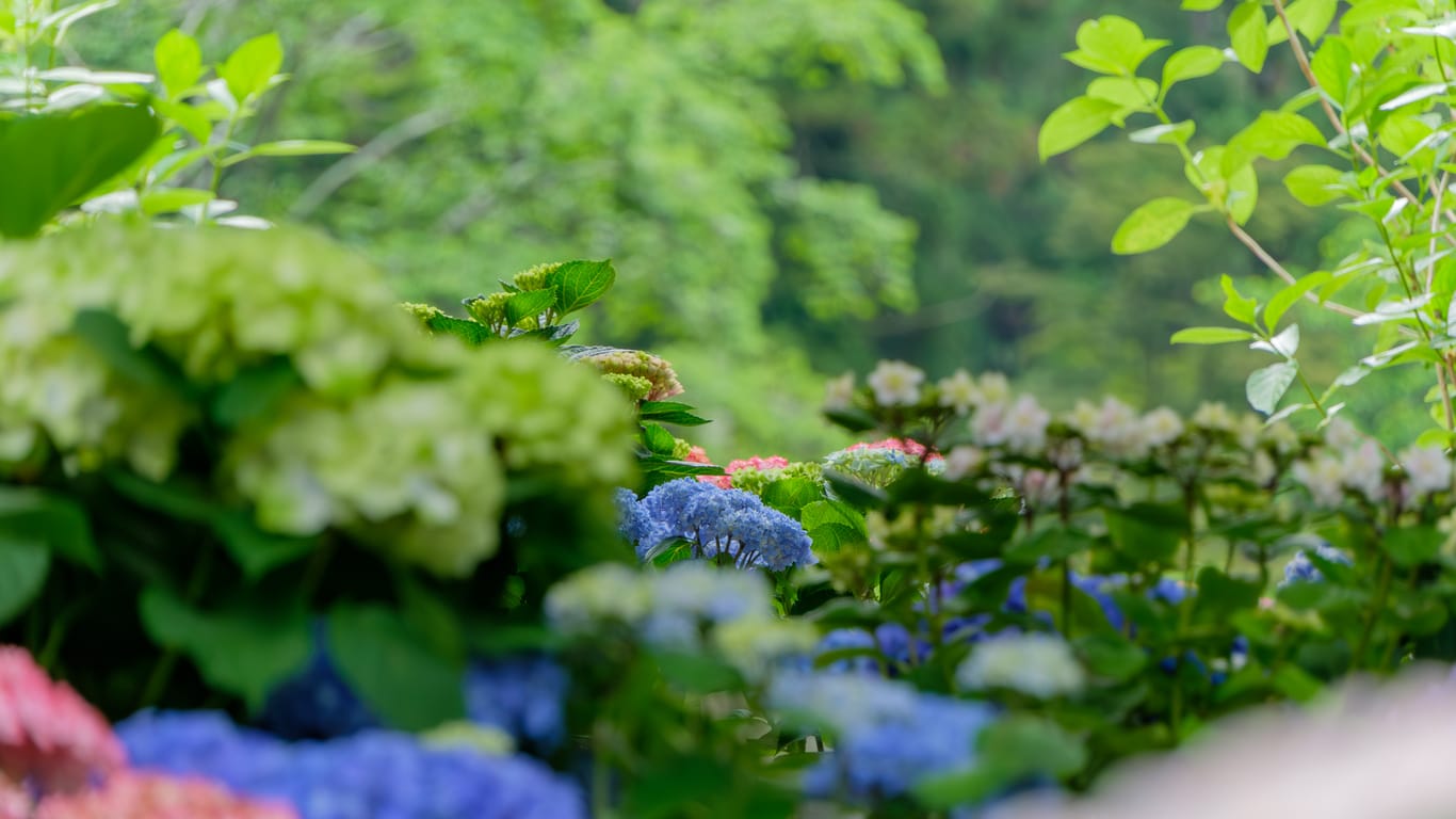 緑と紫陽花の景色