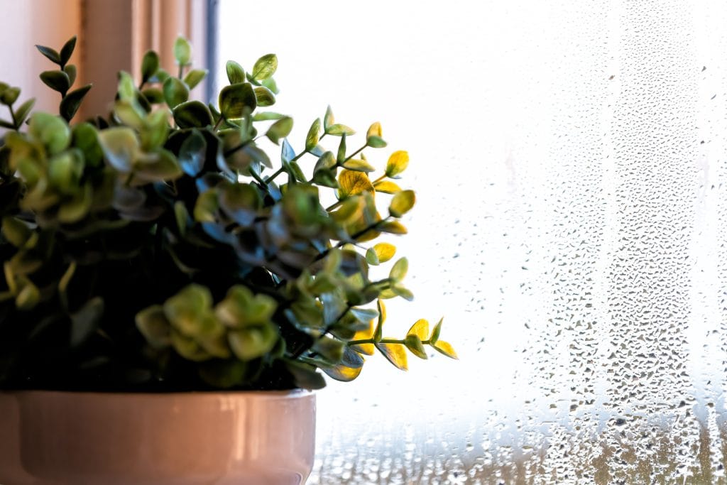 梅雨を快適に過ごすグリーンインテリア｜湿気に強い観葉植物と飾り方