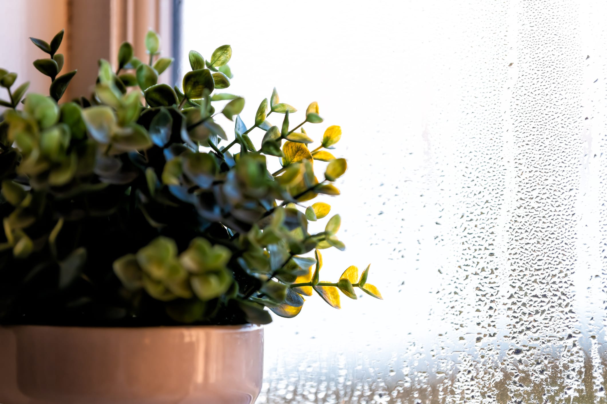 梅雨を快適に過ごすグリーンインテリア｜湿気に強い観葉植物と飾り方