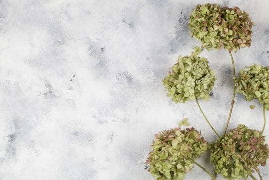 紫陽花のドライフラワーの作り方｜梅雨の花を一年中楽しむ方法