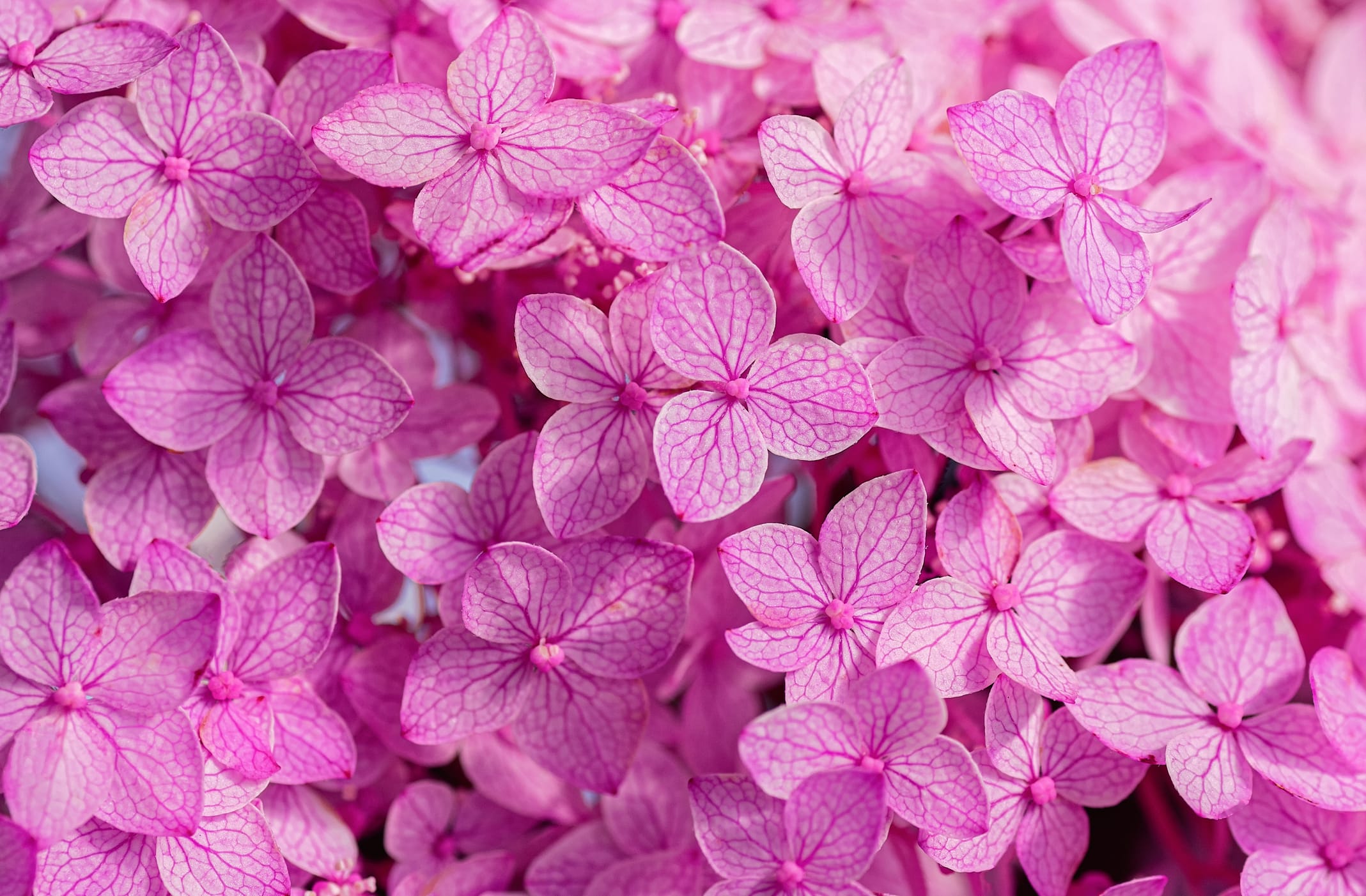 庭に咲くピンク色の紫陽花