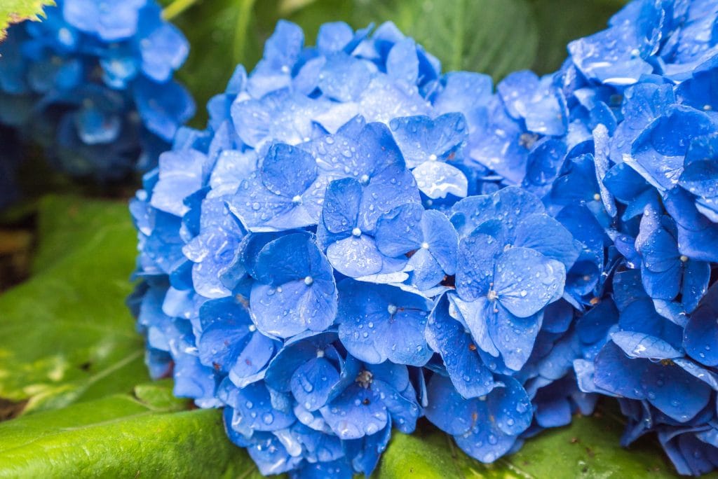 紫陽花の花言葉と色別の意味｜梅雨を彩るアジサイの魅力を徹底解説