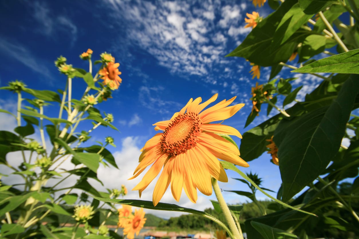 夏空に咲くひまわり